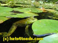 /home//u458753944/public_html/sourcegallery//Frogs/Bullfrogs 2016-08 Ontario/P8120033.JPG